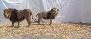 LUZIA HÜRZELER „IL NONNO (DER GROßVATER)“ (2009/10), VIDEOSTILL (DETAIL) © LUZIA HÜRZELER, 2019