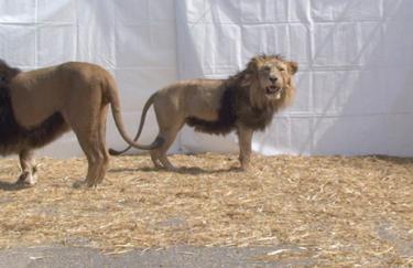 LUZIA HÜRZELER „IL NONNO (DER GROßVATER)“ (2009/10), VIDEOSTILL (DETAIL) © LUZIA HÜRZELER, 2019